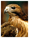 Raptor